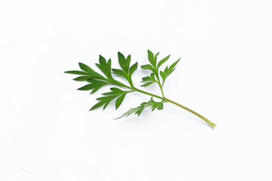 Kenikir leaves (cosmos caudatus) on an isolated white background