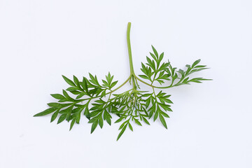 Kenikir leaves (cosmos caudatus) on an isolated white background