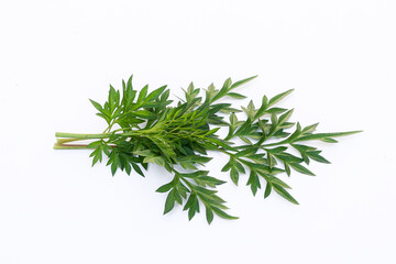 Kenikir leaves (cosmos caudatus) on an isolated white background