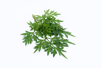 Kenikir leaves (cosmos caudatus) on an isolated white background