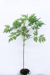 Kenikir leaves (cosmos caudatus) on an isolated white background