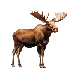 Obraz premium Powerful Bull Moose Standing Isolated on Black Background Digital Illustration