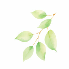 Fototapeta premium green leaves isolated on white