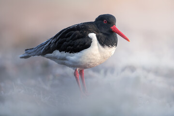 Portrait of an Oystercatcher (Haematopus ostralegus) 