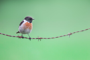 Portrait of a male Stonechat (Saxicola rubicola) perched on a wire, Belgium