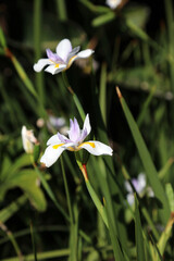 Butterfly iris blooms, New South Wales Australia
