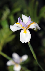 Fototapeta premium Closeup of Butterfly iris bloom, Sydney New South Wales Australia 