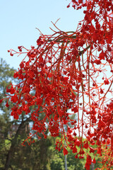 Flame Tree blooms, New South Wales Australia
