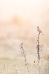 Portrait of a perched female Stonechat (Saxicola rubicola), Belgium