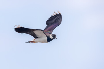 Obraz premium Lapwing (Vanellus vanellus) adult in flight, Oland, Sweden