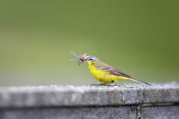 Yellow wagtail (Motacilla flava) adult perched with food for chicks, Sweden
