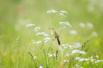 Yellow wagtail (Motacilla flava) adult perched in white flowers, Sweden