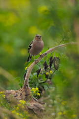 Common chaffinch (Fringilla coelebs) male perched on a sunflower, Belgium
