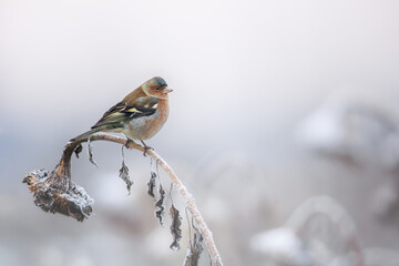 Portrait of a perched common chaffinch (Fringilla coelebs) male in a frosty landscape, Belgium