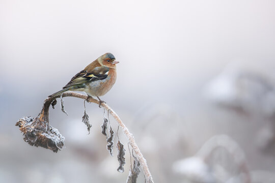 Portrait of a perched common chaffinch (Fringilla coelebs) male in a frosty landscape, Belgium - Powered by Adobe