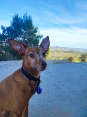 Perro marron