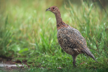 Portrait of female Common pheasant (Phasianus colchicus), Belgium