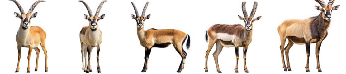 Fototapeta premium a series of five antelopes. each displaying distinct physical characteristics and variations in coloration this visual representation highlights the diversity within the antelope species. suitable for