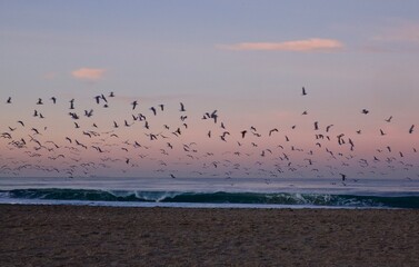 seagulls taking flight from the beach