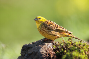 Close-up of a Yellowhammer (Emberiza citrinella) perched on tree stump