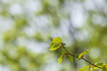 Fresh spring leaves on a branch sunlight filtering through the foliage
