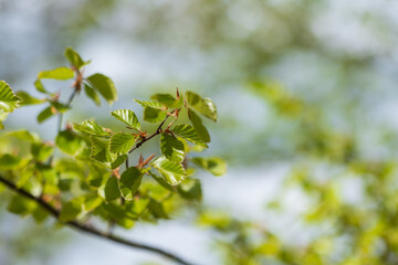 Fresh spring leaves on a tree branch bathed in sunlight