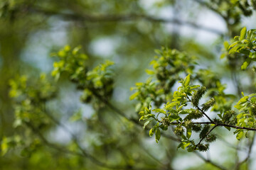 Fresh green leaves and buds on a tree branch in springtime