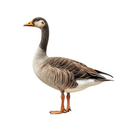 Fototapeta premium side profile of a goose with distinctive markings. showcasing its elegant posture and detailed feather patterns against a plain white background this composition highlights the beauty of wildlife and