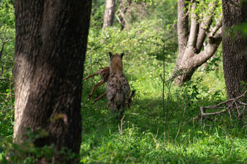 Hyène tachetée, Crocuta crocuta, avec jeune impala, Parc national Kruger, Afrique du Sud