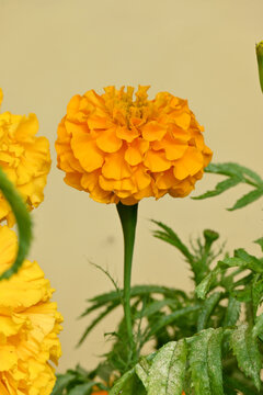 closeup the orange marigold flower with bud growing with leaves in the garden soft focus yellow brown background.