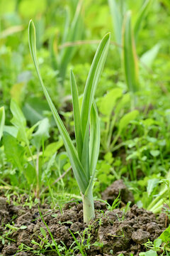 closeup the ripe green small garlic plant growing in the farm with brown soil soft focus natural brown background.