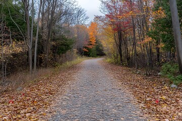 Fototapeta premium Autumn Forest Pathway