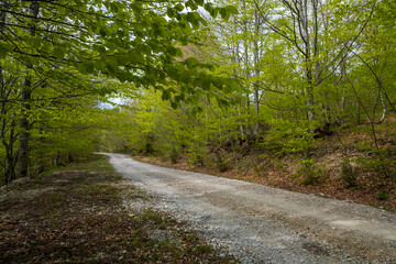 Fototapeta premium Gravel road winding through a lush green forest Sunlight filters through the leaves