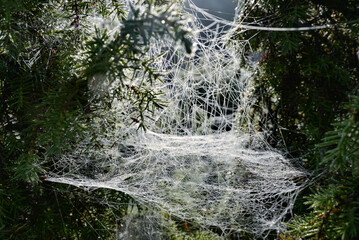 Delicate spiderweb glistening with morning dew draped between evergreen branches