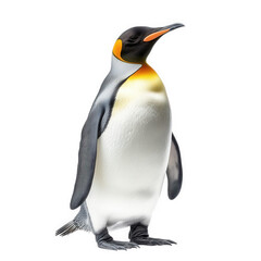 Fototapeta premium a king penguin standing upright against a white background. showcasing its distinctive features. including a black head. vibrant orange patches. and a sleek body the penguin's unique coloration and fo