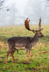 Fototapeta premium Dark-Hide Fallow Deer Without Spots in Misty Meadow