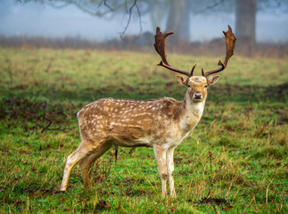 Majestic Fallow Deer in Misty Meadow with Scenic Woodland Backdrop