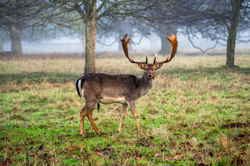 Dark-Hide Fallow Deer Without Spots in Misty Meadow Dark-Hide Fallow Deer Without Spots in Misty Meadow
