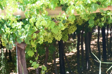 Viineyard of white grapes hanging look ripe and healthy in a big vineyard perfect for illustrating wine-related and grape farming-related content