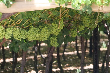 Viineyard of white grapes hanging look ripe and healthy in a big vineyard perfect for illustrating wine-related and grape farming-related content