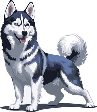 siberian husky dog vector illustration white background