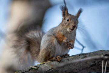 A squirrel sits on a branch with its front paws tucked in in a park in autumn.