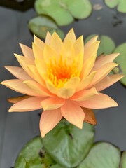 Nymphaea Siam Sunset Water Lily Lotus