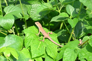 Baby Chameleons. It is a reptile animal. It is an animal of the  Chamaeleonidae family. Its other name chamaeleons. This animal is master at changing colors.
