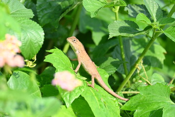 Baby Chameleons. It is a reptile animal. It is an animal of the  Chamaeleonidae family. Its other name chamaeleons. This animal is master at changing colors.
