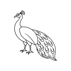 peacock vector line art.eps