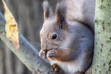 A squirrel gnawing a nut sits on a tree branch in a park in autumn.