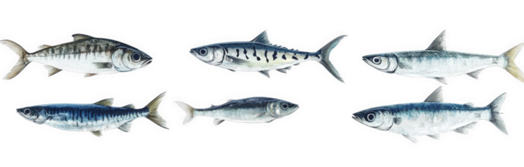 series of fish illustrations. showcasing different species with detailed anatomical features the fish are arranged in a horizontal line against a white background. highlighting their shapes and colors