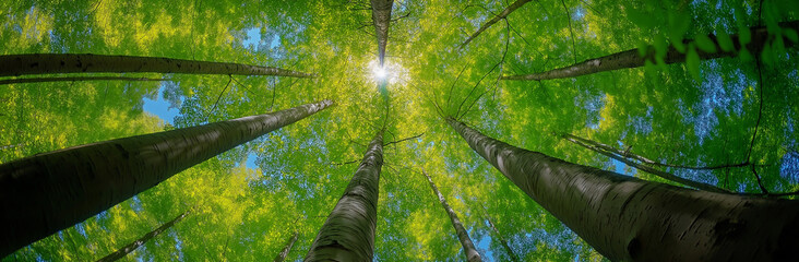 Fototapeta premium Landscape panorama view of a green tree canopy in a spring forest, symmetrical composition with lush trees reaching towards the sky, natural landscape with a peaceful atmosphere. Generative Ai