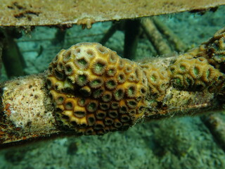 The colony of coral attached at artificial reef frame at Terengganu, Malaysia
